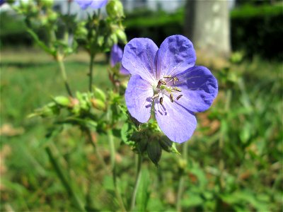 Wiesen-Storchschnabel (Geranium pratense) am Staden in Saarbrücken