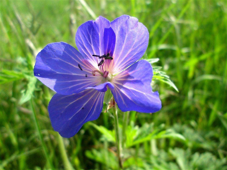 Wiesen-Storchschnabel (Geranium pratense) im Naturschutzgebiet „Bachwiesen/Leopoldswiesen“ im Hockenheimer Rheinbogen