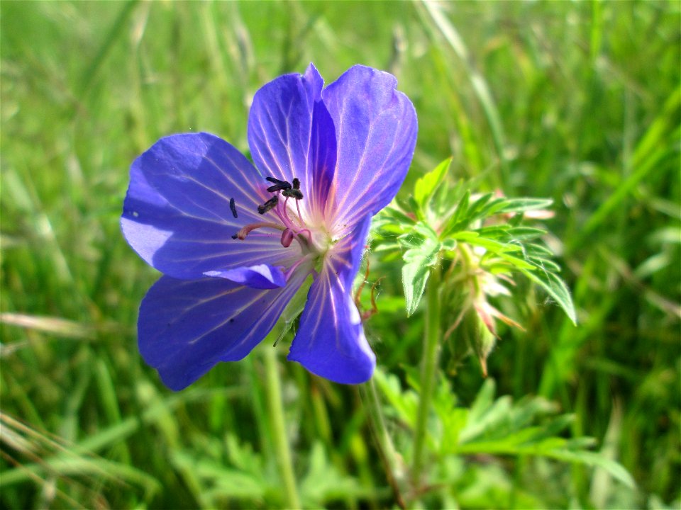 Wiesen-Storchschnabel (Geranium pratense) im Naturschutzgebiet „Bachwiesen/Leopoldswiesen“ im Hockenheimer Rheinbogen