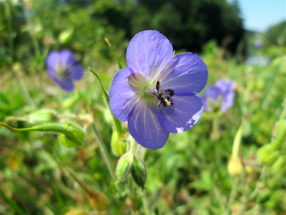 Wiesen-Storchschnabel (Geranium pratense) am Staden in Saarbrücken