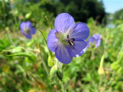 Wiesen-Storchschnabel (Geranium pratense) am Staden in Saarbrücken