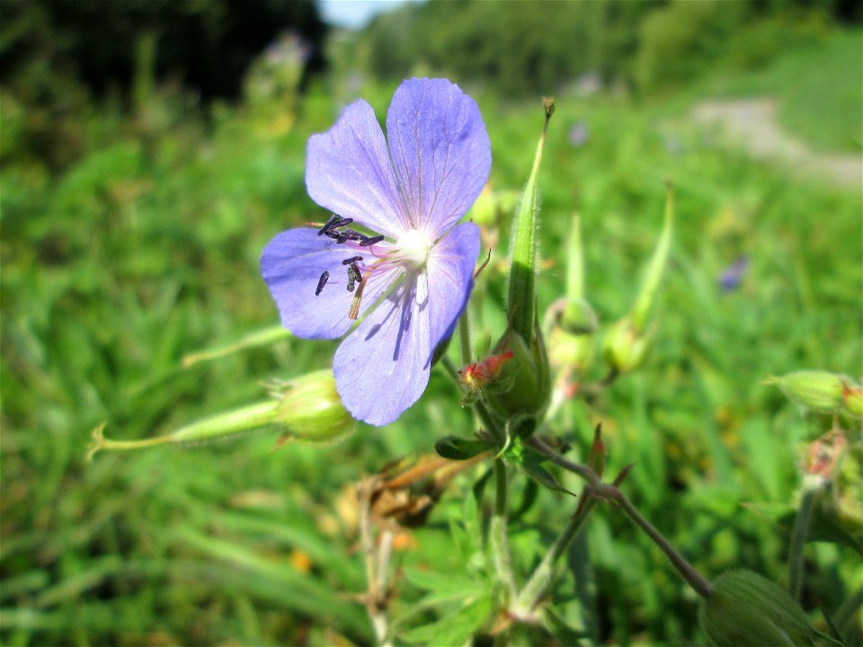 Wiesen-Storchschnabel (Geranium pratense) am Staden in Saarbrücken