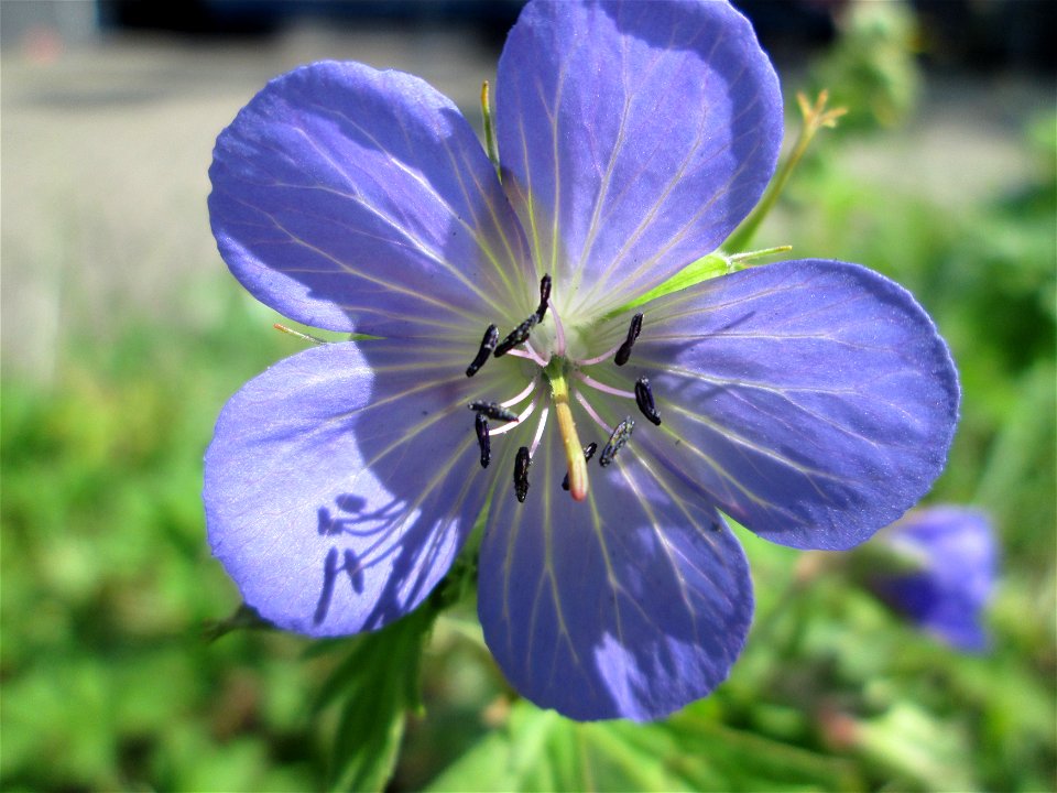 Wiesen-Storchschnabel (Geranium pratense) am Staden in Saarbrücken