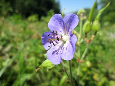 Wiesen-Storchschnabel (Geranium pratense) am Staden in Saarbrücken