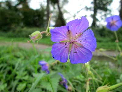 Wiesen-Storchschnabel (Geranium pratense) nahe der Saar bei Grosbliederstroff