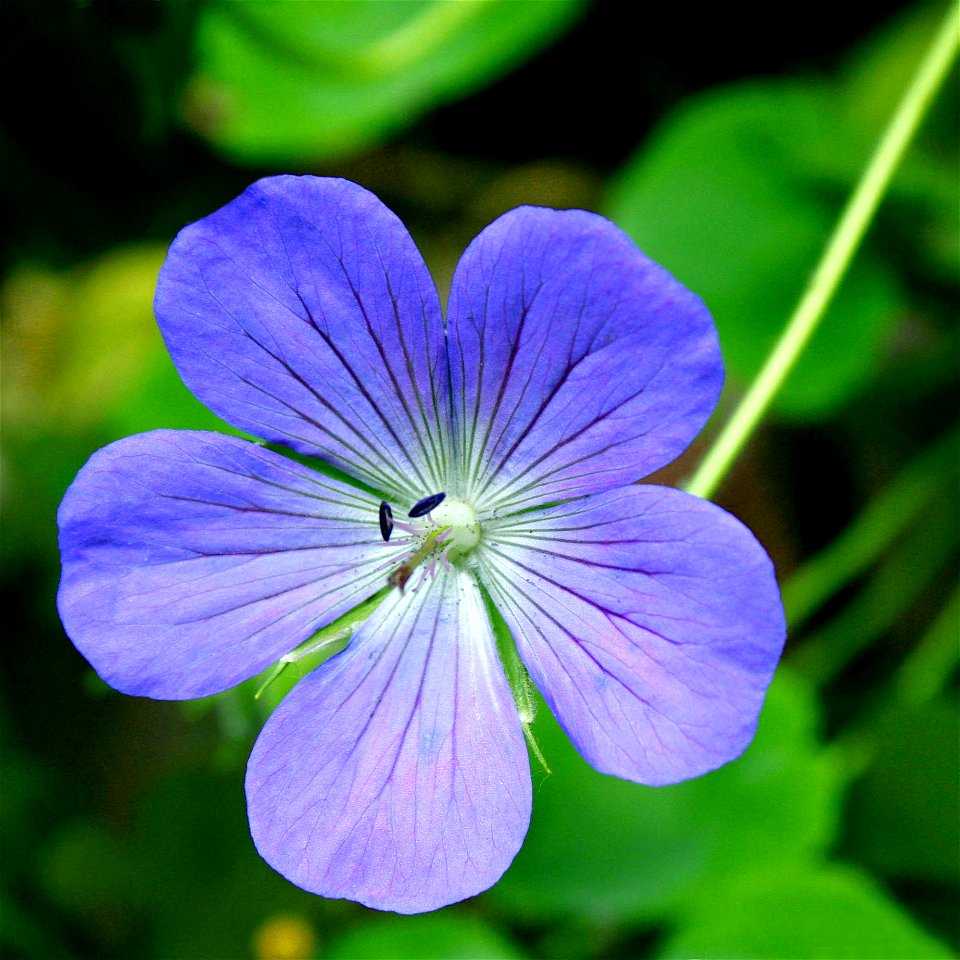 Geranium pratense in forest.