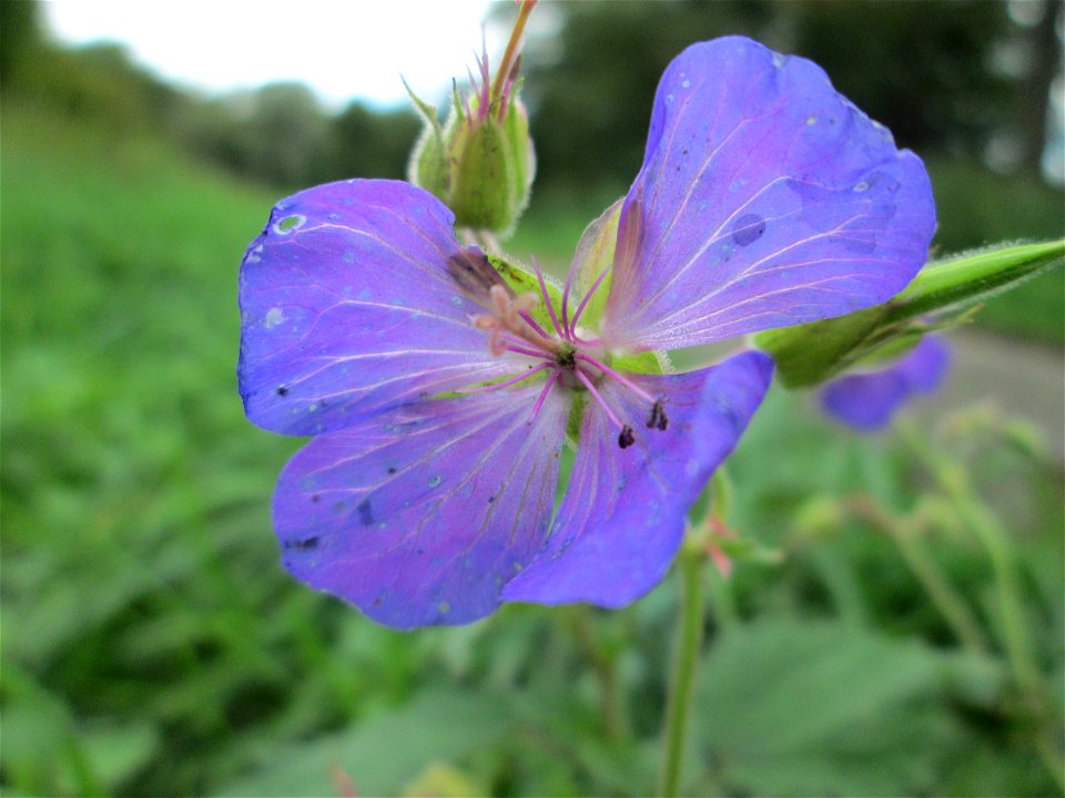 Wiesen-Storchschnabel (Geranium pratense) nahe der Saar bei Grosbliederstroff