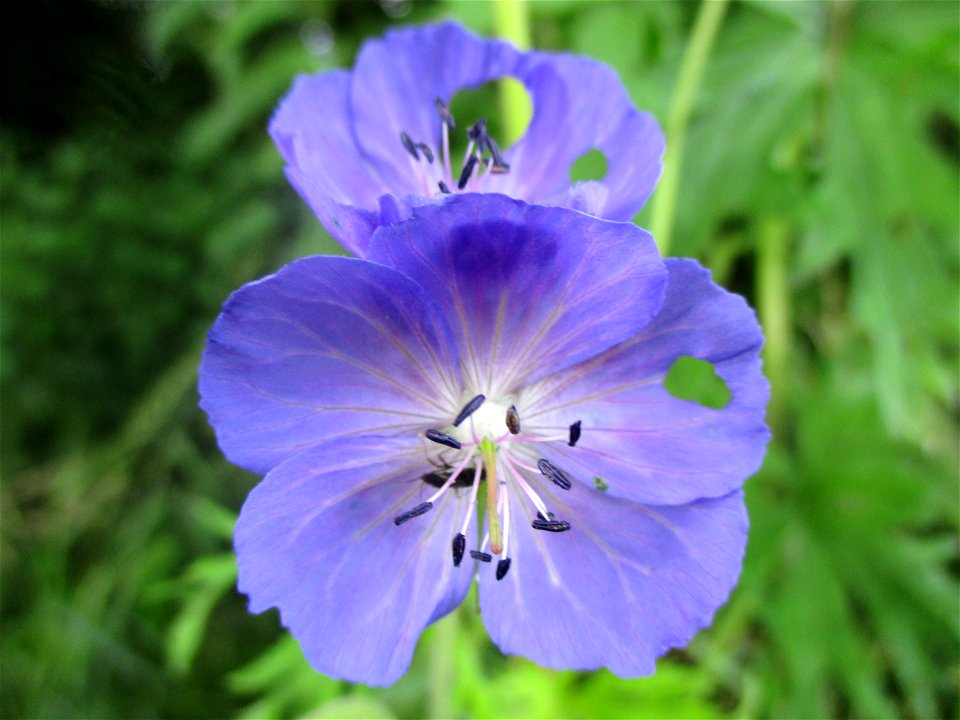 Wiesen-Storchschnabel (Geranium pratense) bei Eschringen