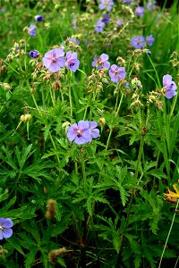 Geranium pratense, East Bohemia, Europe 
Kakost luční
Date=July 2007

Author=Karelj