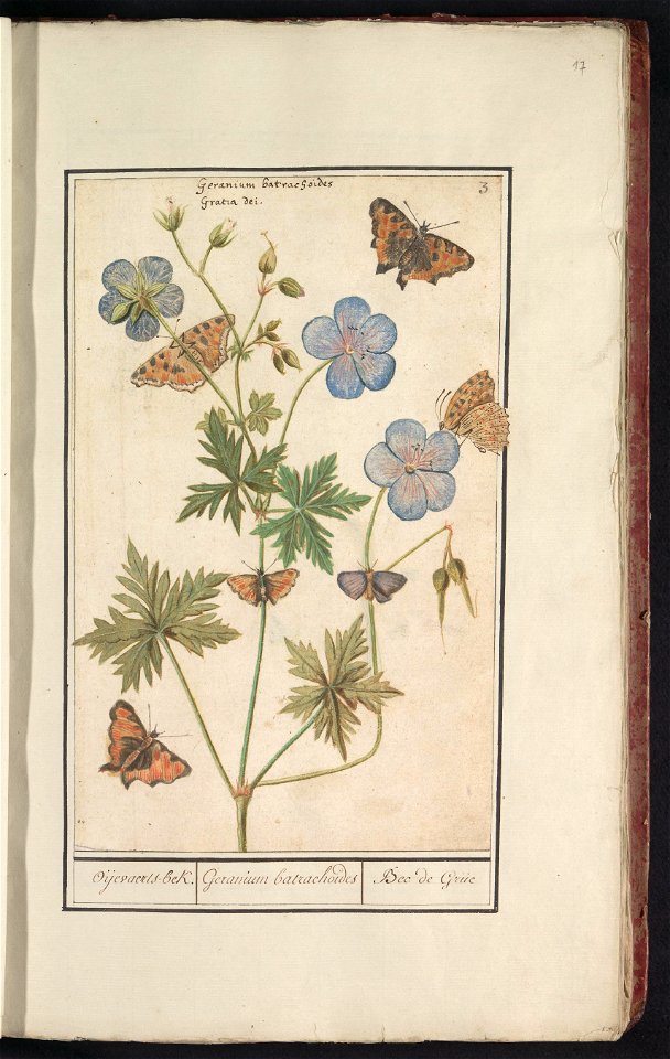 IdentificatieTitel(s): Ooievaarsbek, waarschijnlijk beemdooievaarsbek (Geranium pratense)Oijevaaerts-bek. / Geranium batrachoides / Bec de Grue (titel op object)Objecttype: tekening Objectnummer: RP-T