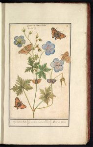 IdentificatieTitel(s): Ooievaarsbek, waarschijnlijk beemdooievaarsbek (Geranium pratense)Oijevaaerts-bek. / Geranium batrachoides / Bec de Grue (titel op object)Objecttype: tekening Objectnummer: RP-T