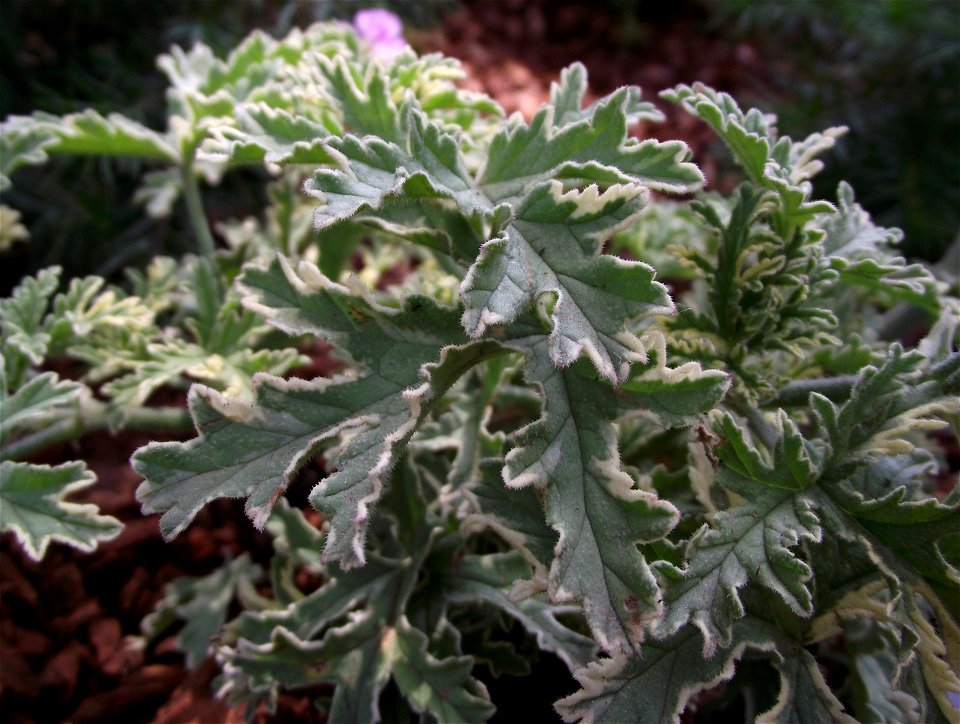 Pelargonium crispum 'French Lace' at the San Diego County Fair, California, USA. Identified by exhibitor's sign.