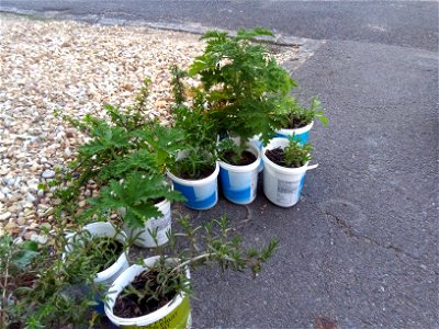 Do-it-yourself nursery, growing pelargonium crispum and lampranthus plants in recycled yoghurt containers. photo