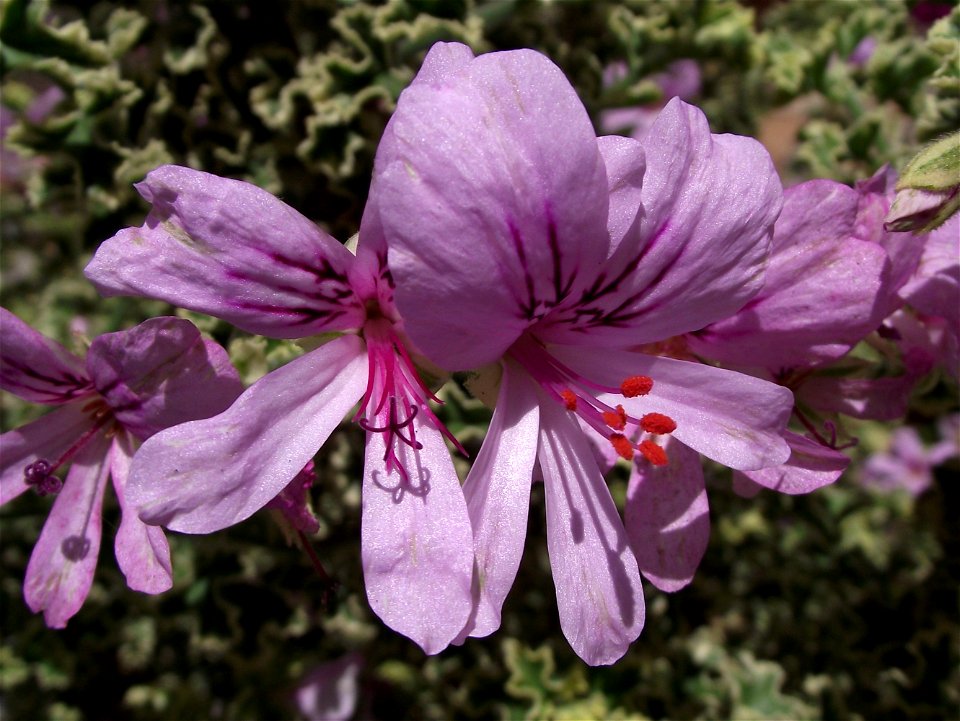 Pelargonium crispum 'Variegatum' at the San Diego County Fair, California, USA. Identified by exhibitor's sign.