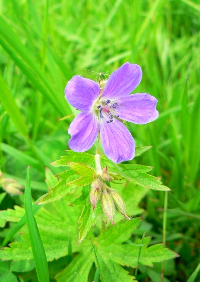 Image title: Purple wild flower Image from Public domain images website, http://www.public-domain-image.com/full-image/flora-plants-public-domain-images-pictures/flowers-public-domain-images-pictures/ photo