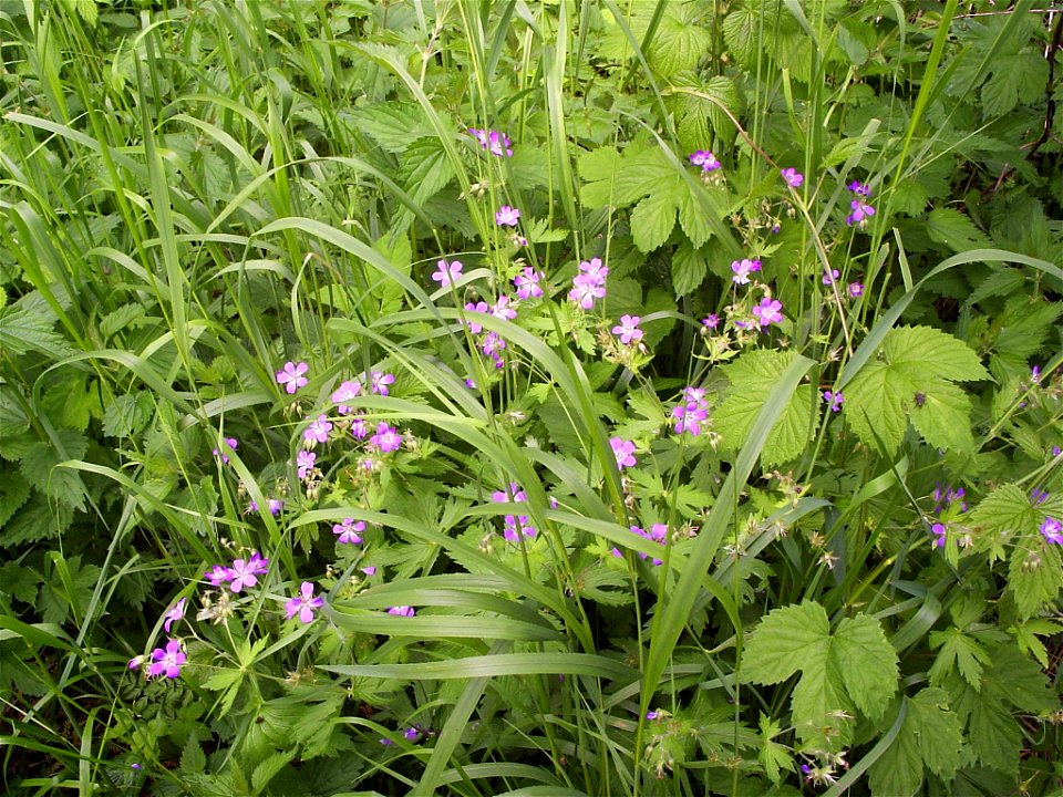 Several grassy plants. Purple flowers probably belong to Geranium silvaticum. Taken in Yaroslavl Oblast, Russia