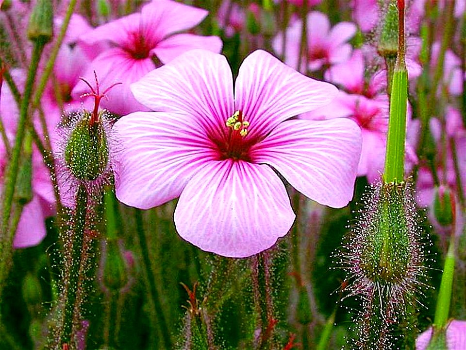 Image title: Purple flowers buds petals on grass
Image from Public domain images website, http://www.public-domain-image.com/full-image/flora-plants-public-domain-images-pictures/flowers-public-domain