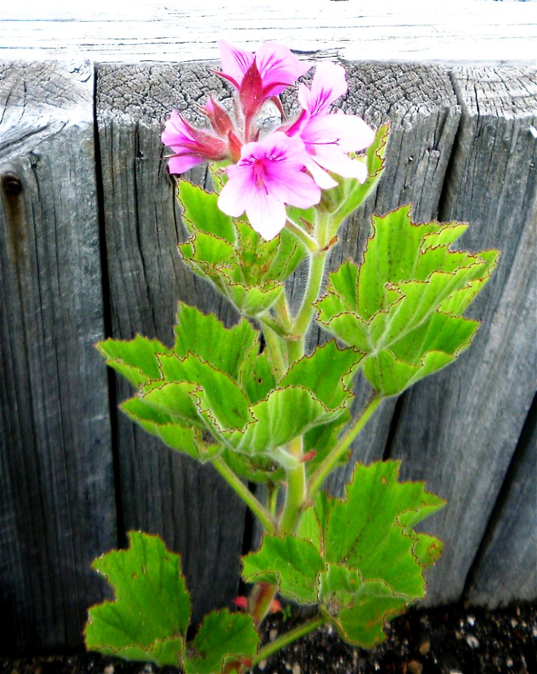 The Wildemalva pelargonium of the Cape. South Africa. Pelargonium cucullatum.