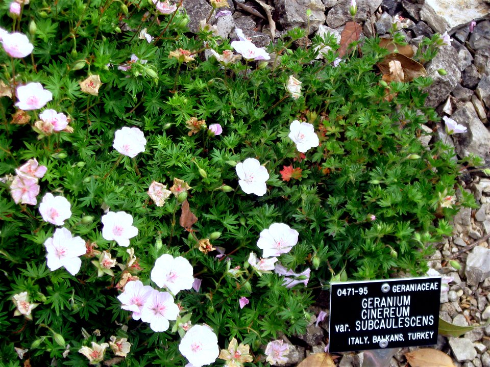 Geranium cinereum var. subcaulescens photographed at Durham University Botanic Garden on 3 June 2009.
