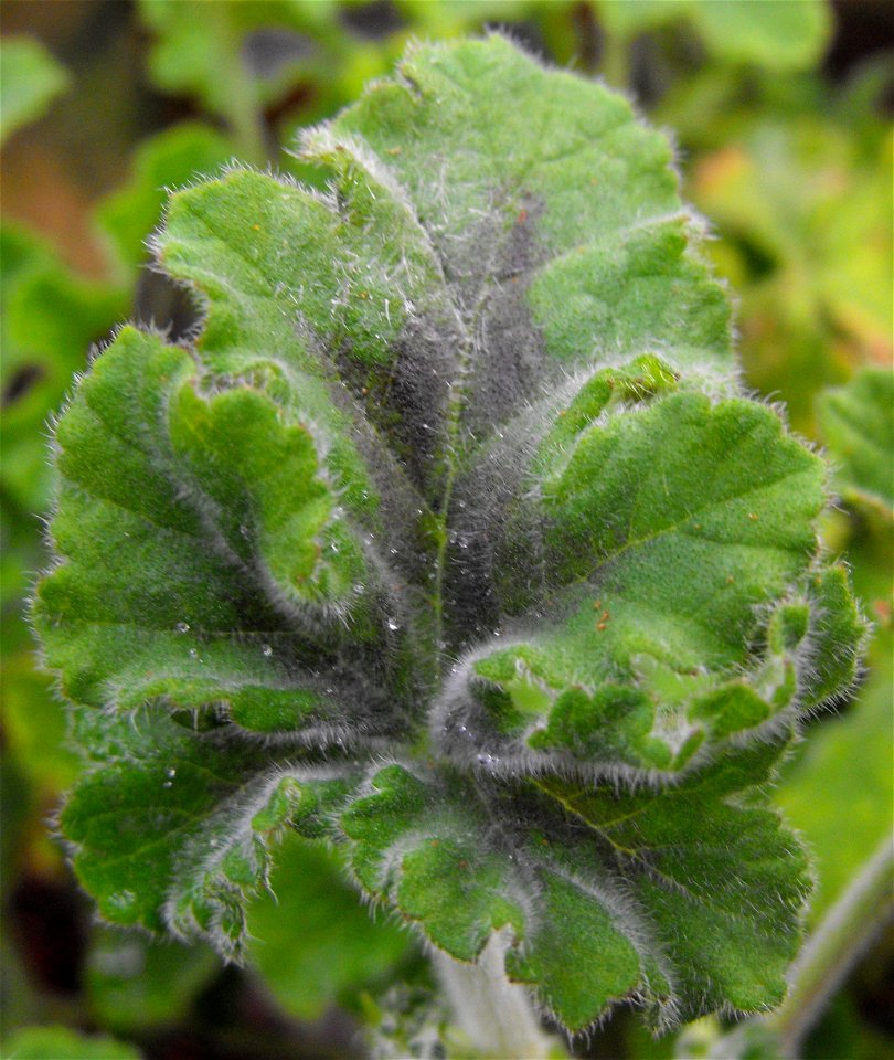 Pelargonium tomentosum 'Chocolate Mint' in the Botanical Bldg., Balboa Park, San Diego, California, USA.