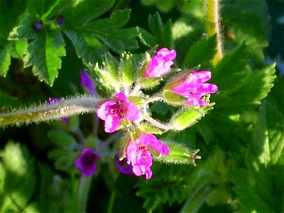 Erodium moschatum close up Campo de Calatrava, Spain