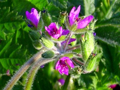 Erodium moschatum close up Campo de Calatrava, Spain