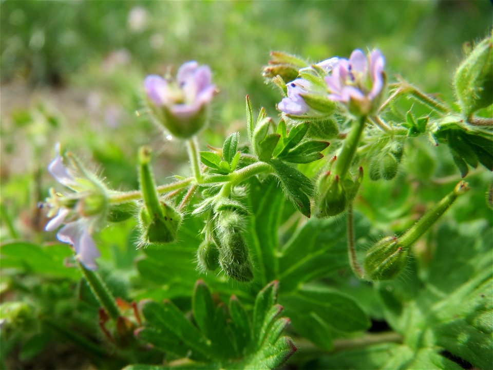 Kleiner Storchschnabel (Geranium pusillum) in Hockenheim