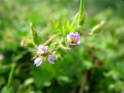 Kleiner Storchschnabel (Geranium pusillum) in Hockenheim