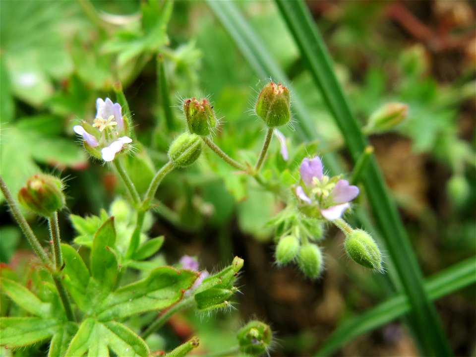 Kleiner Storchschnabel (Geranium pusillum) bei Hockenheim