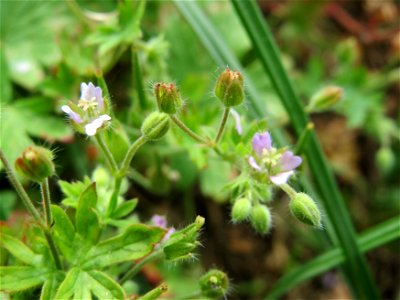 Kleiner Storchschnabel (Geranium pusillum) bei Hockenheim
