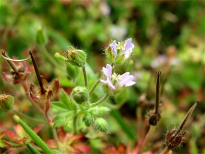 Kleiner Storchschnabel (Geranium pusillum) bei Hockenheim