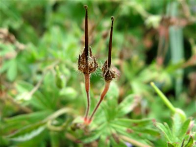 Kleiner Storchschnabel (Geranium pusillum) bei Hockenheim