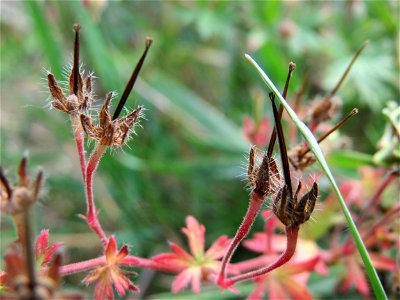 Kleiner Storchschnabel (Geranium pusillum) bei Hockenheim