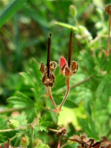 Kleiner Storchschnabel (Geranium pusillum) bei Hockenheim