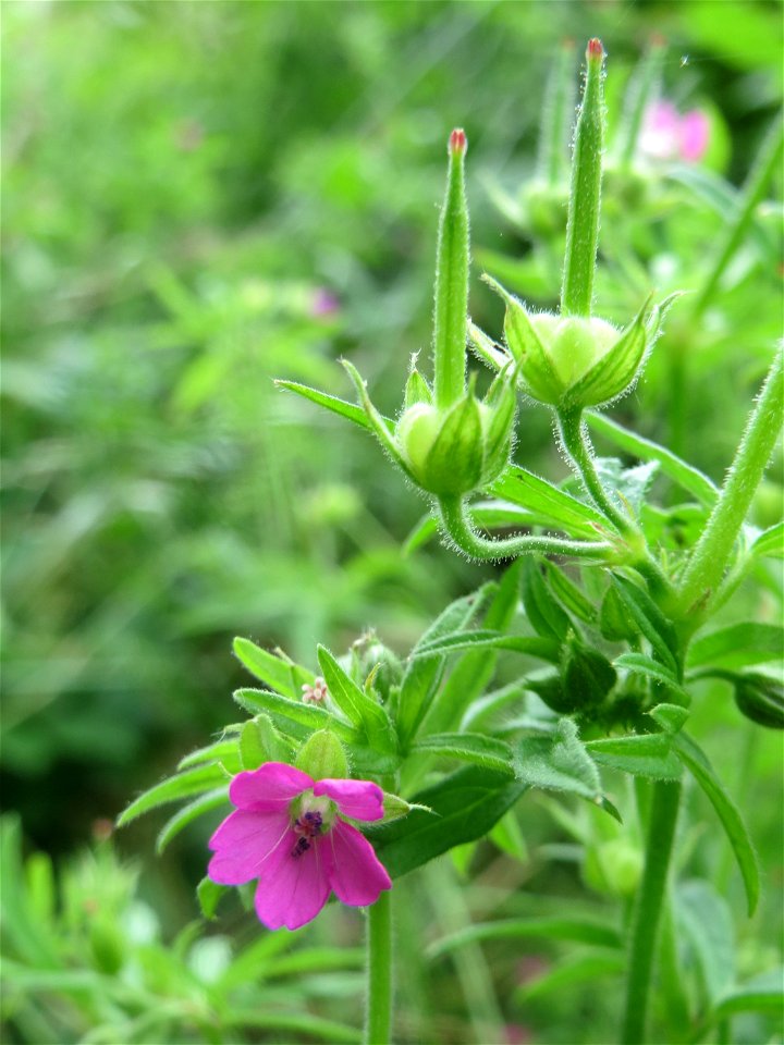 Schlitzblättriger Storchschnabel (Geranium dissectum) an der Saar in Saarbrücken