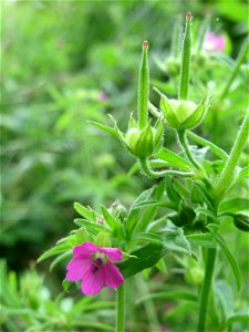 Schlitzblättriger Storchschnabel (Geranium dissectum) an der Saar in Saarbrücken photo