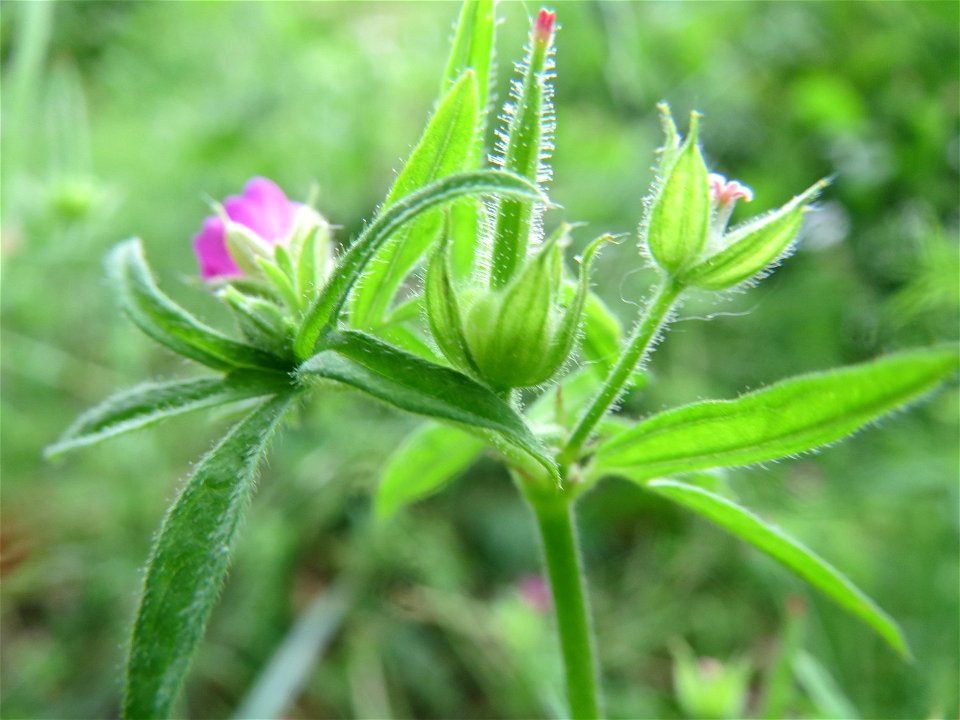Schlitzblättriger Storchschnabel (Geranium dissectum) an der Saar in Saarbrücken