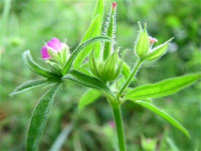 Schlitzblättriger Storchschnabel (Geranium dissectum) an der Saar in Saarbrücken