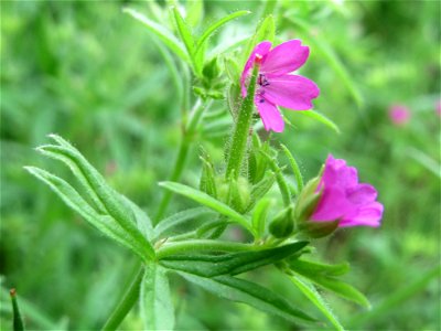Schlitzblättriger Storchschnabel (Geranium dissectum) an der Saar in Saarbrücken