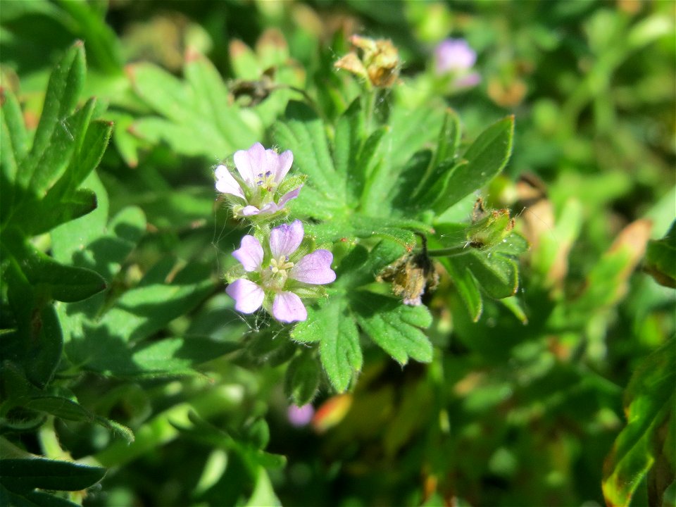 Kleiner Storchschnabel (Geranium pusillum) im Naturschutzgebiet „Bachwiesen/Leopoldswiesen“ im Hockenheimer Rheinbogen