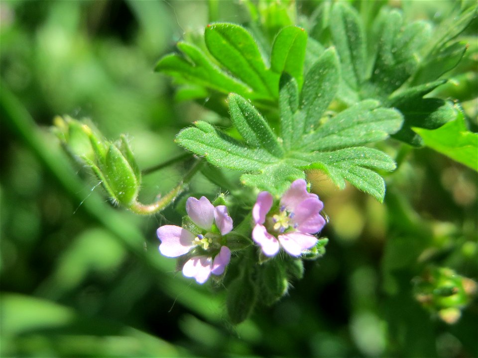 Kleiner Storchschnabel (Geranium pusillum) im Naturschutzgebiet „Bachwiesen/Leopoldswiesen“ im Hockenheimer Rheinbogen