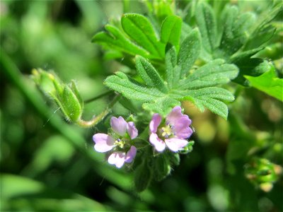 Kleiner Storchschnabel (Geranium pusillum) im Naturschutzgebiet „Bachwiesen/Leopoldswiesen“ im Hockenheimer Rheinbogen photo