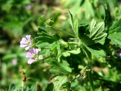 Kleiner Storchschnabel (Geranium pusillum) im Naturschutzgebiet „Bachwiesen/Leopoldswiesen“ im Hockenheimer Rheinbogen