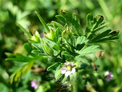 Kleiner Storchschnabel (Geranium pusillum) im Naturschutzgebiet „Bachwiesen/Leopoldswiesen“ im Hockenheimer Rheinbogen