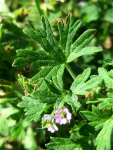 Kleiner Storchschnabel (Geranium pusillum) im Naturschutzgebiet „Bachwiesen/Leopoldswiesen“ im Hockenheimer Rheinbogen