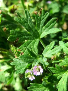 Kleiner Storchschnabel (Geranium pusillum) im Naturschutzgebiet „Bachwiesen/Leopoldswiesen“ im Hockenheimer Rheinbogen photo