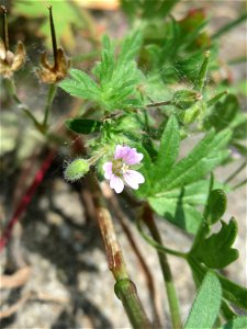 Kleiner Storchschnabel (Geranium pusillum) am Bahnhof Brebach in Saarbrücken
