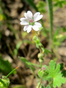 Kleiner Storchschnabel (Geranium pusillum) auf einer Streuobstwiese in Hockenheim
