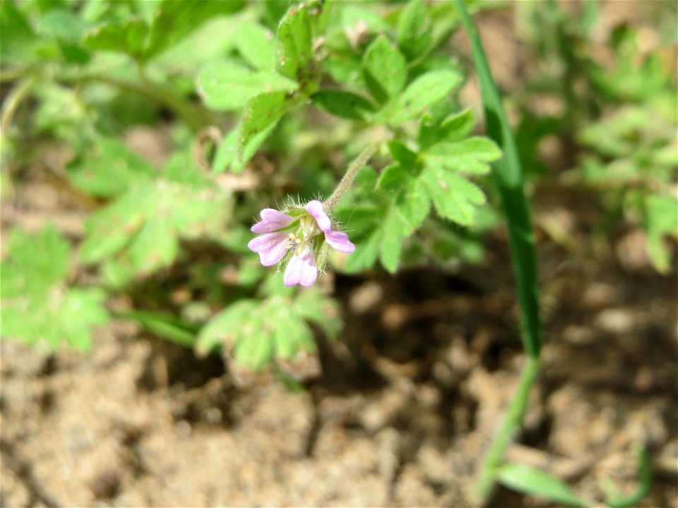 Kleiner Storchschnabel (Geranium pusillum) auf einer Wiese zum Schutz der Haubenlerche beim Dänischen Lager bei Hockenheim