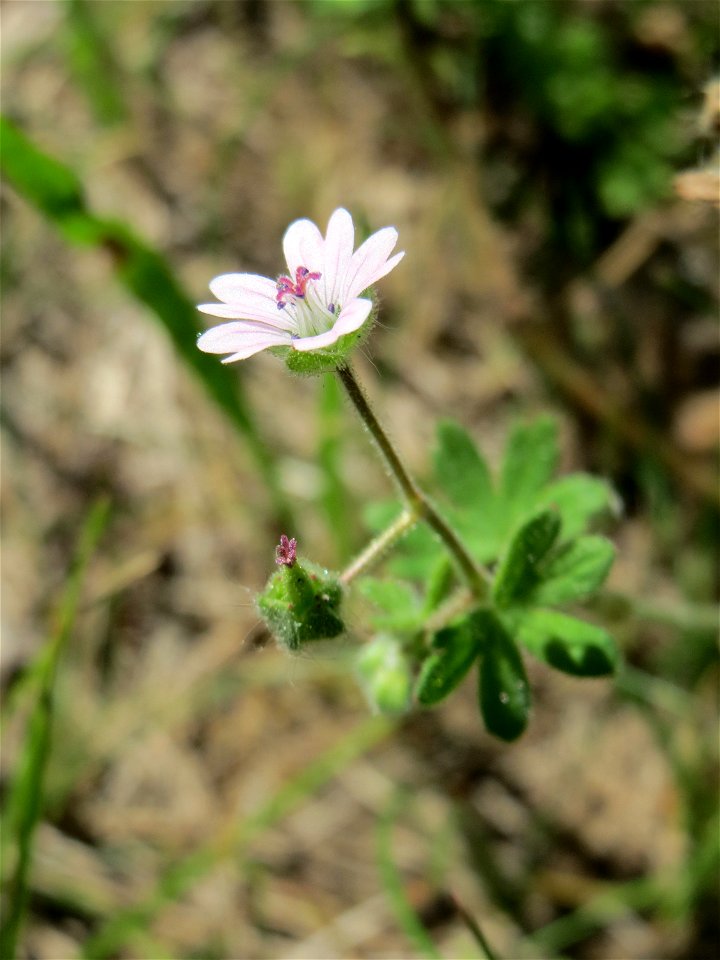 Kleiner Storchschnabel (Geranium pusillum) auf einer Streuobstwiese in Hockenheim